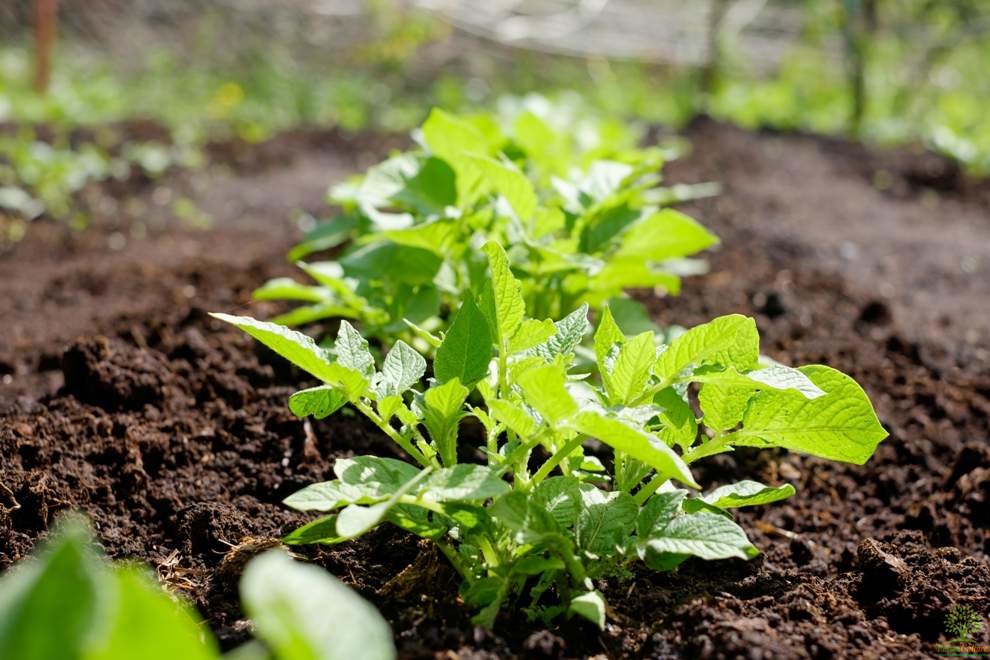 Organic-Farming-And-The-Energy-Balance